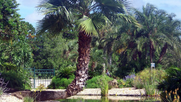Картинка природа парк пальмы