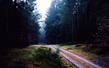 Картинка природа дороги лес дорога проселочная