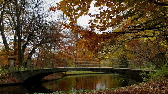 Обои картинки фото природа, парк, водоем, мостик, осень, листопад