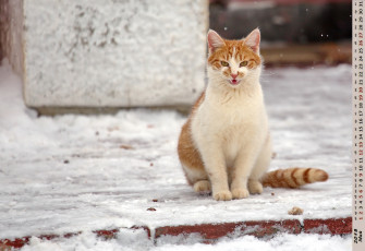 обоя календари, животные, взгляд, кошка