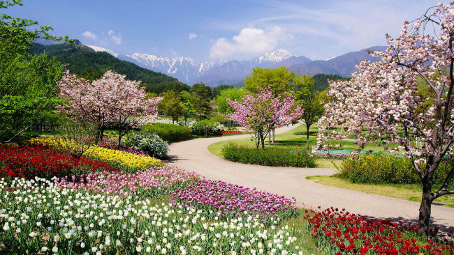 Обои картинки фото природа, парк, весна, цветение