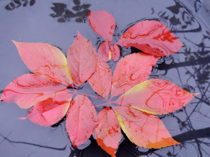 Картинка природа листья вода