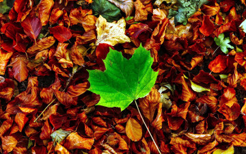 Картинка природа листья осень лист кленовый