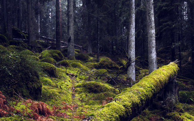 Обои картинки фото природа, лес, мох, ствол, бурелом