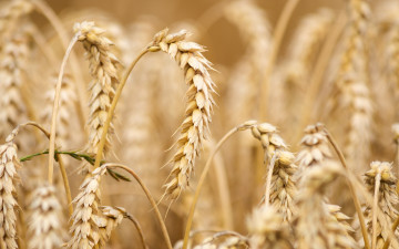 обоя природа, поля, поле, колосья, пшеница
