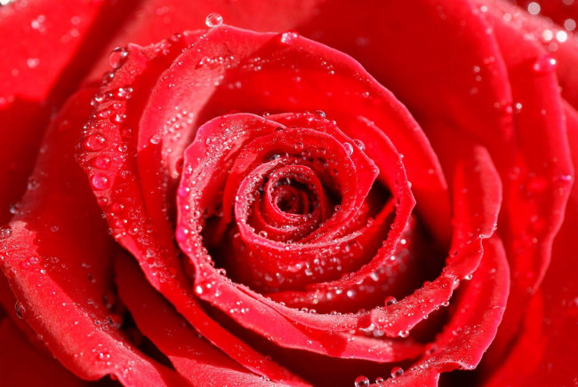 Обои картинки фото цветы, розы, роза, красная, капли
