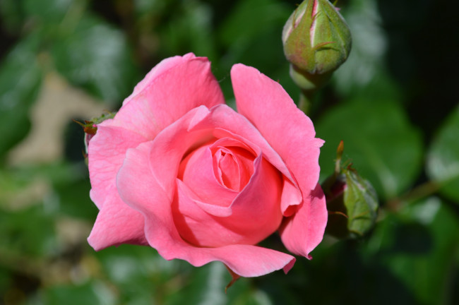 Обои картинки фото цветы, розы, розовая, роза, бутон, макро