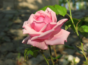 Картинка розочка цветы розы