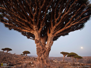 Картинка природа деревья африка