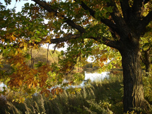 Картинка природа деревья река дубы осень