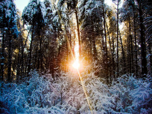 Картинка природа зима деревья лес закат снег