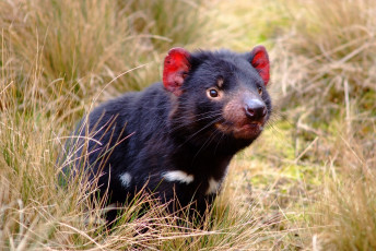 Картинка животные тасманийский дьявол сумчатый черт