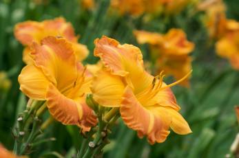 Картинка цветы лилии лилейники желтый
