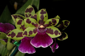 Картинка цветы орхидеи экзотка пятнистый