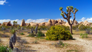 Картинка природа пустыни камни песок растения пустыня