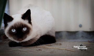 Картинка животные коты глаза сиамский кот