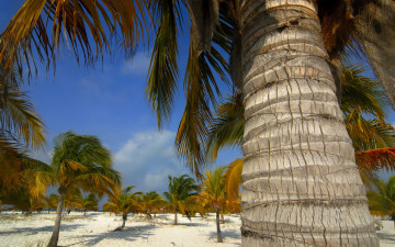 Картинка cavolargo природа тропики куба кора ствол пальмы