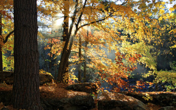 Картинка природа лес свет осень