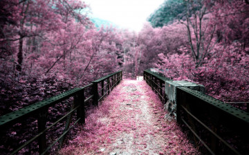 Картинка природа парк Япония сакура сад цветы мостик лепестки розовый цвет