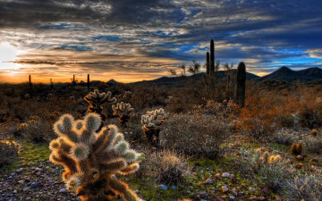 Картинка природа пустыни пейзаж закат пустыня кактусы