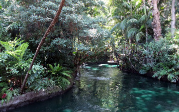 Картинка природа реки озера тропики деревья река ручей лес
