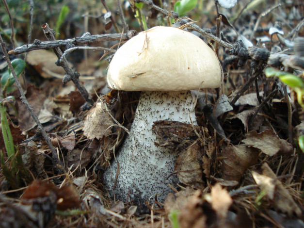 Обои картинки фото природа, грибы, листья, осень, гриб