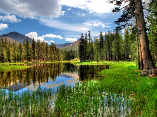 Обои картинки фото природа, реки, озера, камыш, деревья, вода