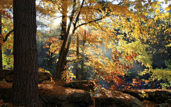 Обои картинки фото природа, лес, свет, осень