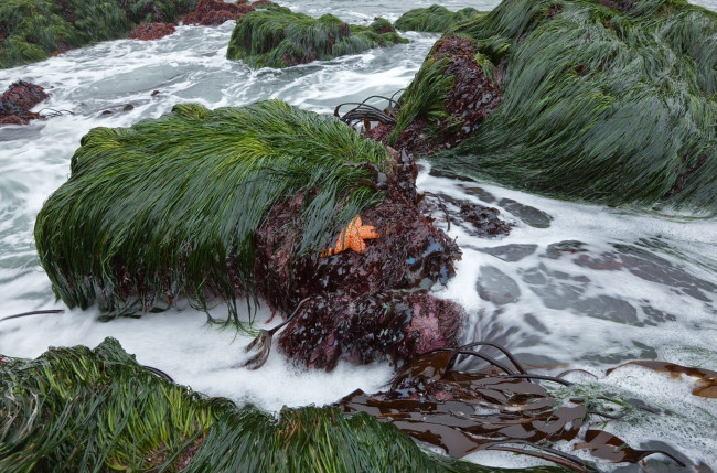 Обои картинки фото природа, побережье, трава, море, камни, морская, звезда, пена