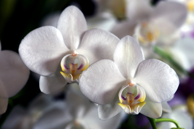 Обои картинки фото цветы, орхидеи, белый, лепестки