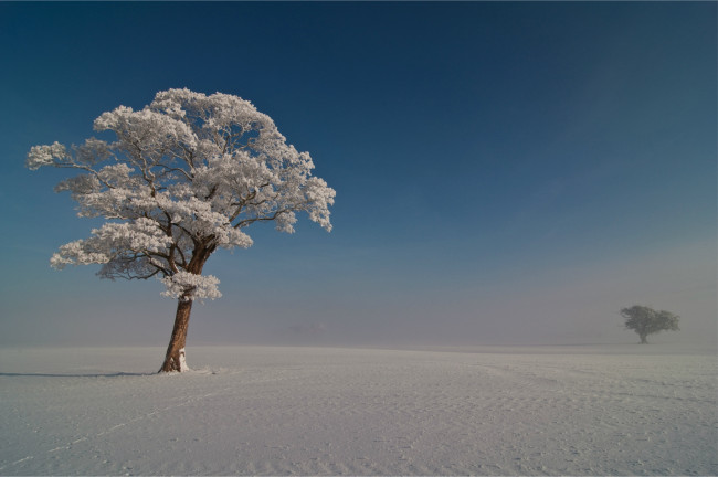 Обои картинки фото природа, зима, деревья, небо, снег, иней