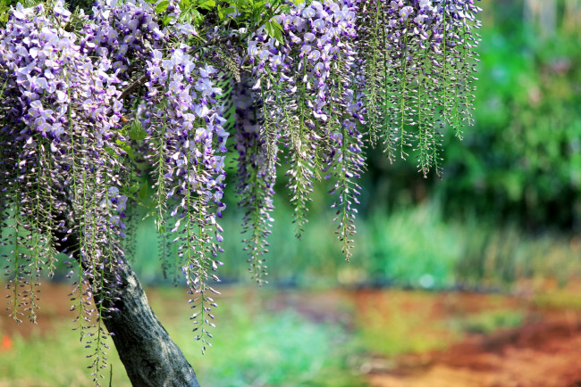 Обои картинки фото цветы, глициния, дерево, гроздья, фиолетовый