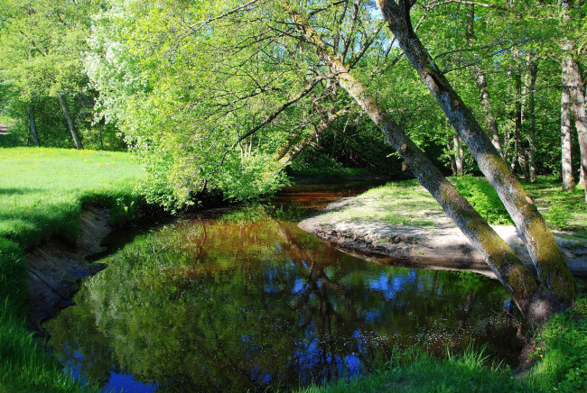 Обои картинки фото природа, реки, озера, отражение, река, трава, дерево