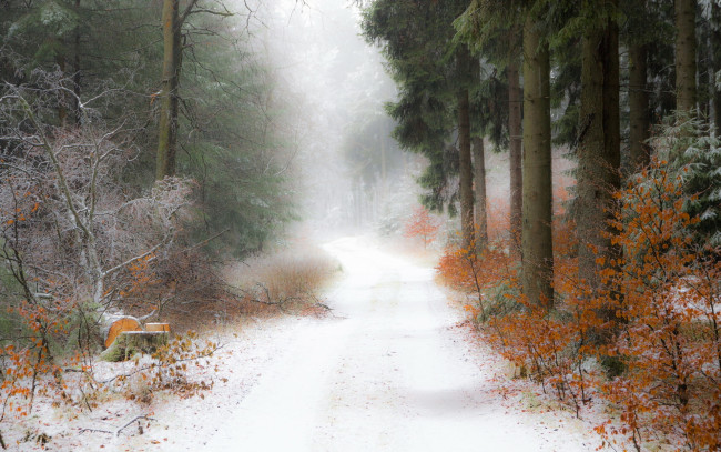 Обои картинки фото природа, дороги, снег, лес