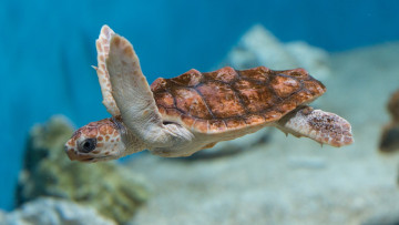 Картинка животные Черепахи черепаха океан вода море