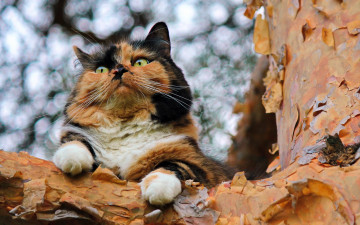 Картинка животные коты кошка боке взгляд фон дерево