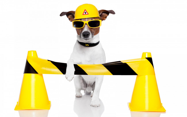Обои картинки фото юмор и приколы, джек-рассел-терьер, собака, шлем, очки, дорожные, конусы, желтые, белый, фон, юмор