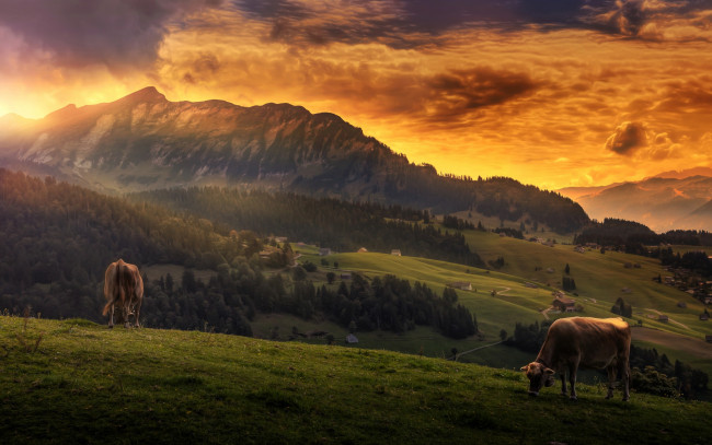Обои картинки фото животные, коровы,  буйволы, вид, обработка, пейзаж, горы, облака, небо, idyll