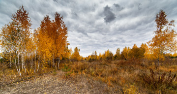 Картинка природа лес деревья