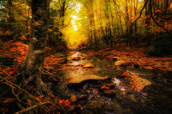 Картинка природа реки озера осень лес деревья река камни