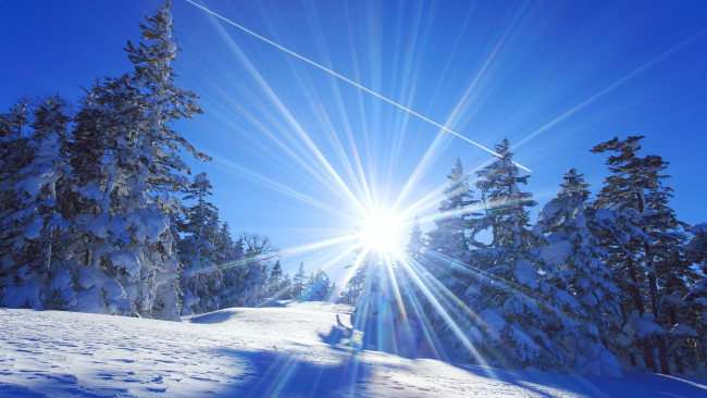 Обои картинки фото природа, зима, деревья, снег, Япония, солнце