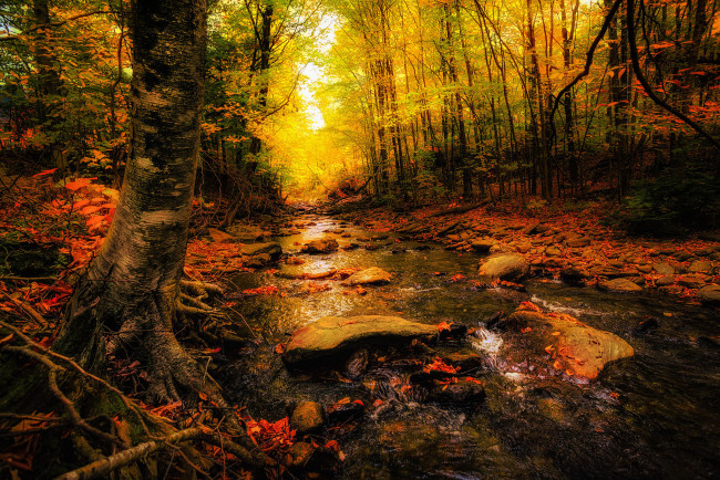 Обои картинки фото природа, реки, озера, осень, лес, деревья, река, камни