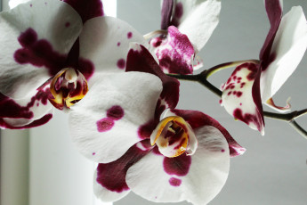 Картинка цветы орхидеи орхидея фон