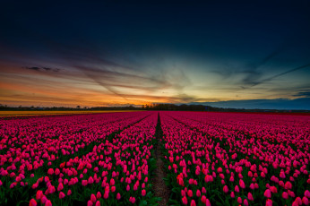Картинка цветы тюльпаны весна небо красивые