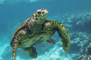Картинка животные Черепахи океан