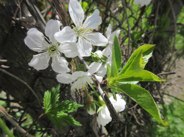 Обои картинки фото цветы, сакура,  вишня, апрель, весна, 2018