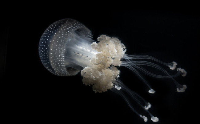 Обои картинки фото животные, медузы, океан