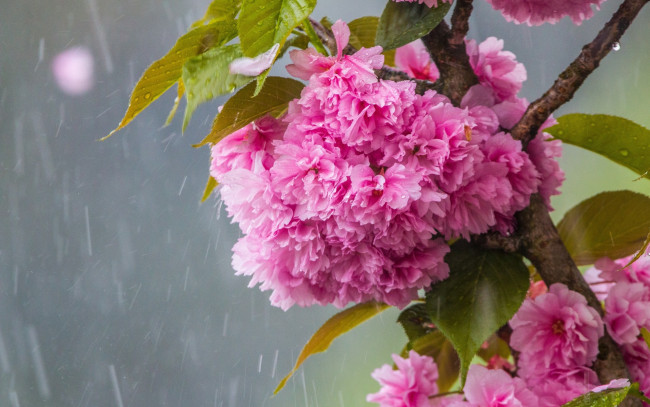 Обои картинки фото цветы, сакура,  вишня, цветение, весной, ветка, сакуры, дождь