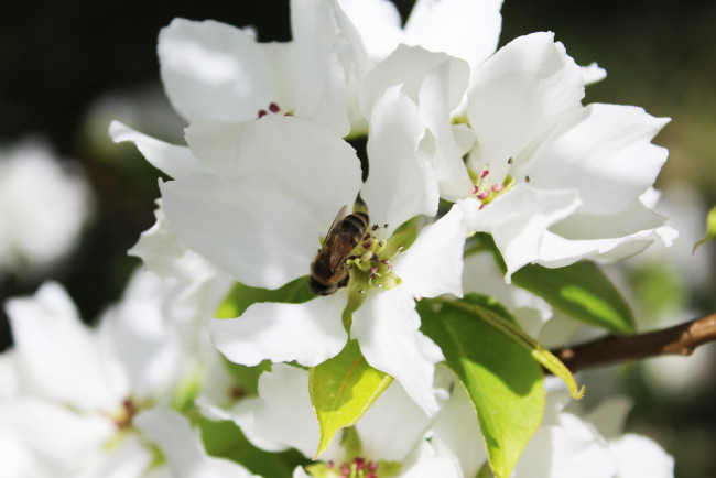 Обои картинки фото цветы, цветущие деревья ,  кустарники, белый, кустарники, цветущие, деревья, пчела