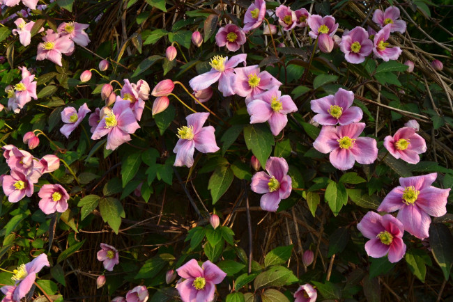Обои картинки фото цветы, клематис , ломонос, розовый